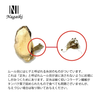 Nagaiki@t[YhC[L@13g